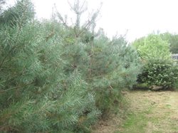 Scots Pine 2014